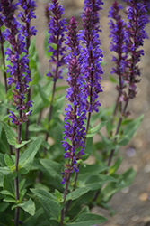 Caradonna Sage (Salvia nemorosa 'Caradonna') at Green Thumb Garden Centre