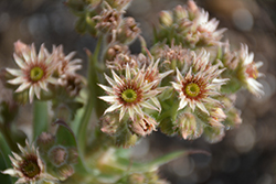 Black Hens And Chicks (Sempervivum 'Black') at Lakeshore Garden Centres