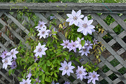 Fireworks Clematis (Clematis 'Fireworks') at Lakeshore Garden Centres