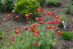 Robinson's Red Painted Daisy (Tanacetum coccineum 'Robinson's Red') at Golden Acre Home & Garden
