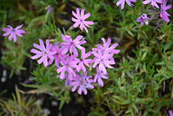 Confetti Pink Moss Phlox (Phlox subulata 'Confetti Pink') at Lakeshore Garden Centres