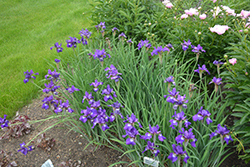 Ruffled Velvet Iris (Iris sibirica 'Ruffled Velvet') at Golden Acre Home & Garden