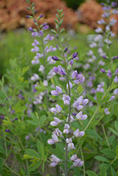Lavender Stardust False Indigo (Baptisia 'Lavender Stardust') at Lakeshore Garden Centres