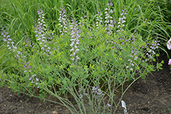 Lavender Stardust False Indigo (Baptisia 'Lavender Stardust') at Lakeshore Garden Centres