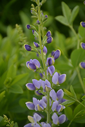 Blue Sky False Indigo (Baptisia 'Blue Sky') at Lakeshore Garden Centres
