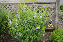 Blue Sky False Indigo (Baptisia 'Blue Sky') at Lakeshore Garden Centres