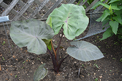 Distant Memory Elephant Ear (Colocasia 'Distant Memory') at Lakeshore Garden Centres