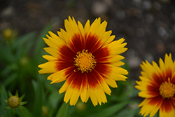 UpTick Gold and Bronze Tickseed (Coreopsis 'Baluptgonz') at Peter Knippel Garden Centre