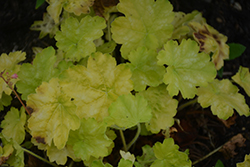 You're So Vein Coral Bells (Heuchera 'You're So Vein') at Lakeshore Garden Centres