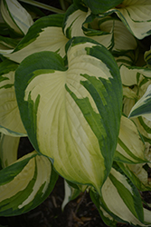 Vulcan Hosta (Hosta 'Vulcan') at A Very Successful Garden Center