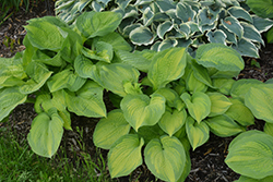 Brother Stefan Hosta (Hosta 'Brother Stefan') at Golden Acre Home & Garden