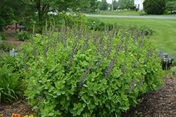 Indigo Spires False Indigo (Baptisia 'Indigo Spires') at Lakeshore Garden Centres