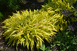 Banana Boat Broadleaf Sedge (Carex siderosticha 'Banana Boat') at Lakeshore Garden Centres