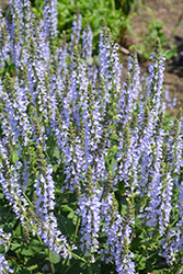 Color Spires Crystal Blue Sage (Salvia nemorosa 'Crystal Blue') at A Very Successful Garden Center