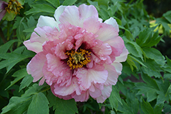 Anna Marie Tree Peony (Paeonia suffruticosa 'Anna Marie') at Lakeshore Garden Centres