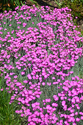 Firewitch Pinks (Dianthus gratianopolitanus 'Firewitch') at The Mustard Seed
