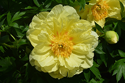 Sequestered Sunshine Peony (Paeonia 'Sequestered Sunshine') at Golden Acre Home & Garden
