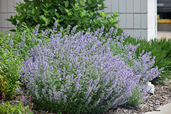 Cat's Meow Catmint (Nepeta x faassenii 'Cat's Meow') at Golden Acre Home & Garden