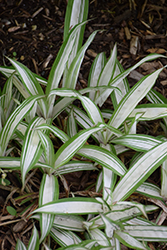 Snow Cap Broadleaf Sedge (Carex siderosticha 'Snow Cap') at Lakeshore Garden Centres