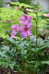 Garden Gloxinia (Incarvillea delavayi) at Lakeshore Garden Centres
