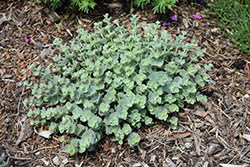 Dwarf October Daphne (Sedum sieboldii 'Nana') at Lakeshore Garden Centres
