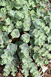 Dwarf October Daphne (Sedum sieboldii 'Nana') at Lakeshore Garden Centres