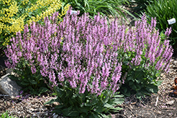 Color Spires Pink Dawn Sage (Salvia 'Pink Dawn') at Lakeshore Garden Centres