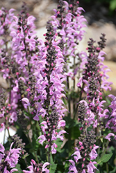 Color Spires Pink Dawn Sage (Salvia 'Pink Dawn') at Lakeshore Garden Centres