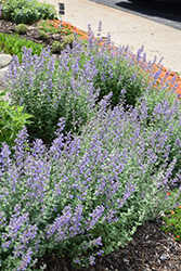 Purrsian Blue Catmint (Nepeta x faassenii 'Purrsian Blue') at Peter Knippel Garden Centre
