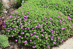 Alpenglow Cranesbill (Geranium sanguineum 'Alpenglow') at Lakeshore Garden Centres