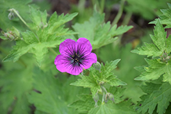 Perfect Storm Cranesbill (Geranium 'Perfect Storm') at Lakeshore Garden Centres