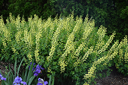 Carolina Moonlight False Indigo (Baptisia 'Carolina Moonlight') at Lakeshore Garden Centres