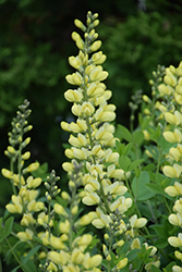 Carolina Moonlight False Indigo (Baptisia 'Carolina Moonlight') at Lakeshore Garden Centres