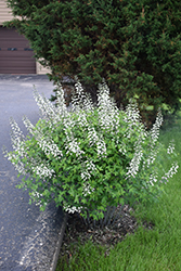 Ivory Towers False Indigo (Baptisia 'Ivory Towers') at Lakeshore Garden Centres