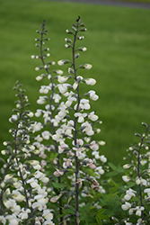 Ivory Towers False Indigo (Baptisia 'Ivory Towers') at Lakeshore Garden Centres
