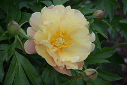 Joanna Marlene Peony (Paeonia 'Joanna Marlene') at Lakeshore Garden Centres