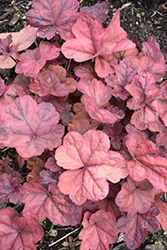Lava Lamp Coral Bells (Heuchera 'Lava Lamp') at Peter Knippel Garden Centre