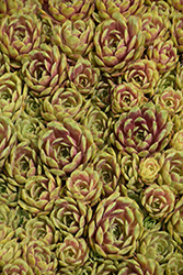 Ruby Heart Hens And Chicks (Sempervivum 'Ruby Heart') at Lakeshore Garden Centres
