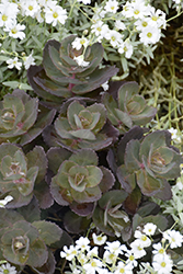 Night Embers Stonecrop (Sedum 'Night Embers') at Lakeshore Garden Centres