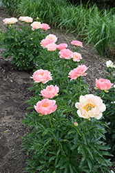 Coral Sunset Peony (Paeonia 'Coral Sunset') at Golden Acre Home & Garden