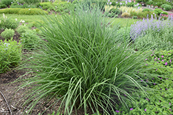 Autumn Anthem Maiden Grass (Miscanthus sinensis 'Autumn Anthem') at Lakeshore Garden Centres