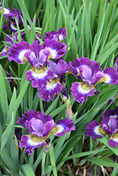 Contrast In Styles Siberian Iris (Iris sibirica 'Contrast In Styles') at Lakeshore Garden Centres