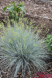 Blue Whiskers Blue Fescue (Festuca glauca 'Blue Whiskers') at Lakeshore Garden Centres