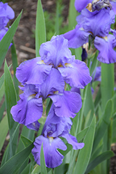 Feed Back Iris (Iris 'Feed Back') at Lakeshore Garden Centres