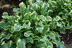 Shadowland Wheee! Hosta (Hosta 'Wheee!') at The Mustard Seed