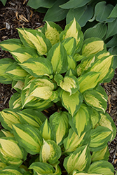 Island Breeze Hosta (Hosta 'Island Breeze') at Peter Knippel Garden Centre