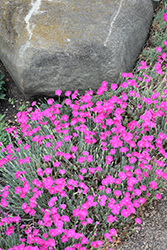 Firewitch Pinks (Dianthus gratianopolitanus 'Firewitch') at The Mustard Seed