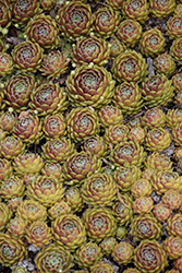 Pilioseum Hens And Chicks (Sempervivum 'Pilioseum') at Lakeshore Garden Centres