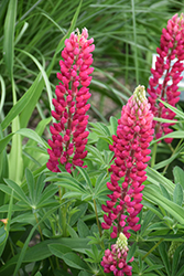 Popsicle Red Lupine (Lupinus 'Popsicle Red') at Golden Acre Home & Garden