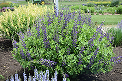 Decadence Sparkling Sapphires False Indigo (Baptisia 'Sparkling Sapphires') at Peter Knippel Garden Centre